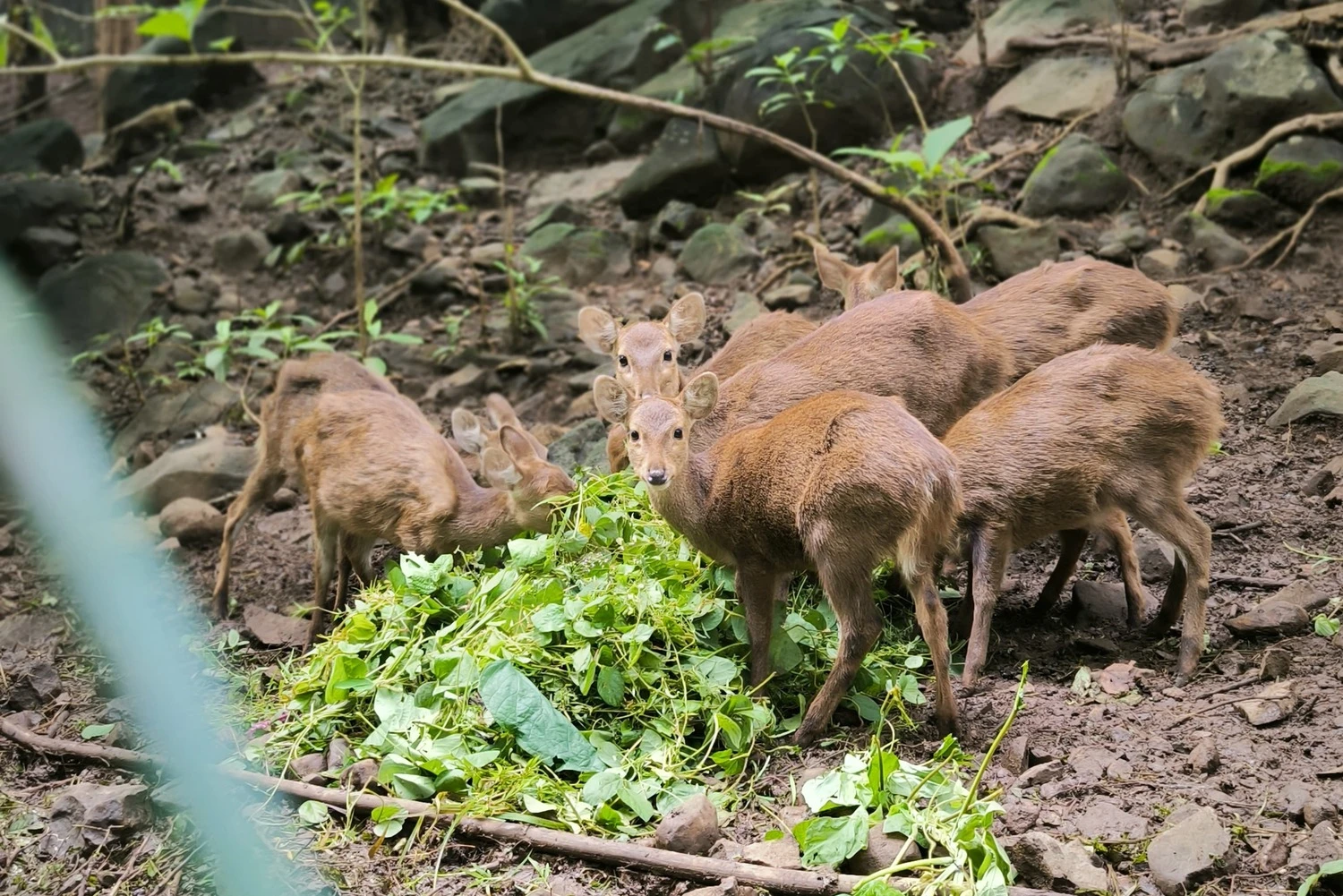Sejumlah Rusa Bawean di Mombhul