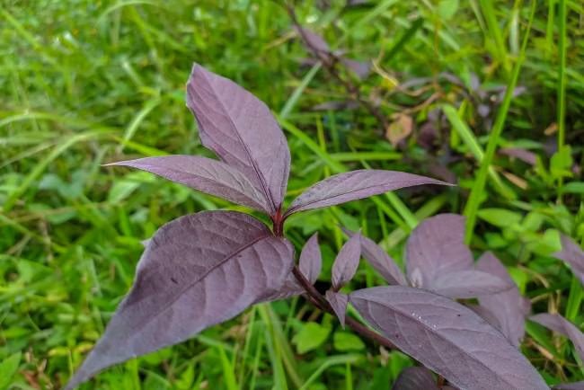 Mengenal Manfaat Daun Ungu dan Sambiloto untuk Membantu Meredakan Gejala Ambeien